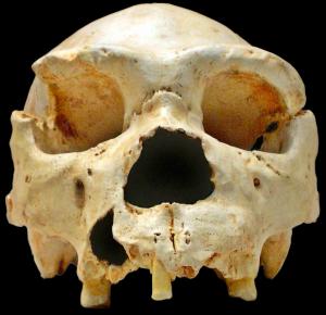 Cráneo número 5 de Homo heidelbergensis de la Sierra de Atapuerca, en la provincia de Burgos 