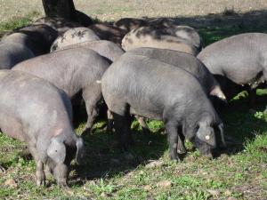 Cerdos ibéricos en la región