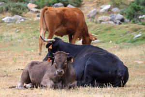 Vacas en la sierra de Guadarrama 