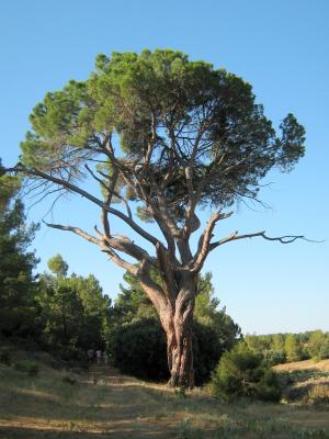 Pino del Guapero. Pino de la especie Pinus pinea con más de quinientos años.[8]
