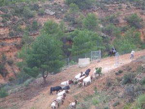 Salida de los toros desde el Corral Colorao para dirigirse al pueblo. Septiembre de 2007.