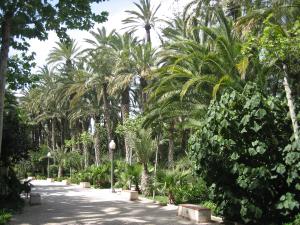 Conjunto de palmeras en el Parque Municipal de Elche
