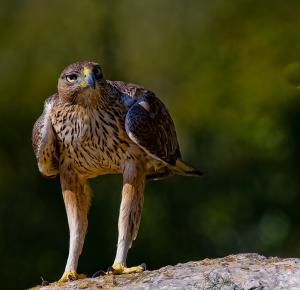 Águila Perdicera, la más común en la zona