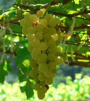 Las variedades de uva de mesa más importantes son la Aledo y la Ideal.