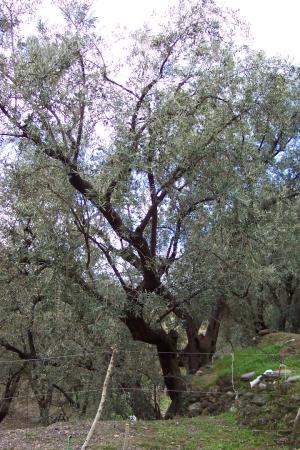 Olivos de Alcolea.