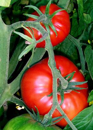 Tomatera, planta de cultivo intensivo en invernaderos almerienses