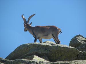 Cabra montés (Capra pyrenaica) en la sierra de Gredos.