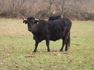 Vaca avileña negra ibérica