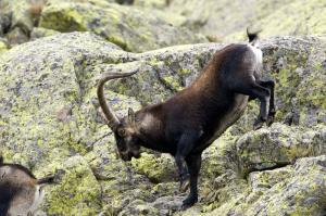Ejemplar macho de cabra montés en la sierra de Gredos