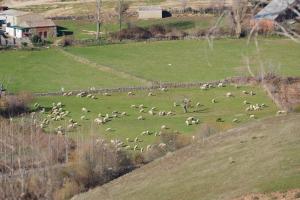 Rebaño de ovejas paciendo en un prado de La Nava