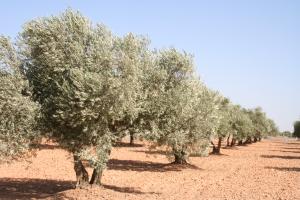 El olivar es el principal cultivo agrícola de Castilblanco