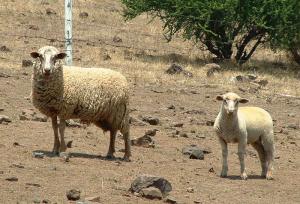 La ganadería ovina representa el 88 % de la cabaña ganadera