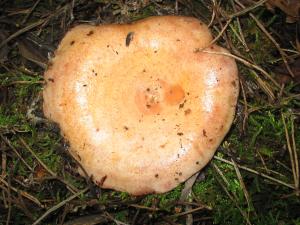 Esclata-sang, una especie de níscalo propia de las Baleares; distinto del común Lactarius deliciosus. Crece en zonas de pinares, en relación micorrícica con el pino carrasco.