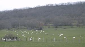 Rebaño de ovejas en los campos
