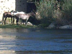 Caballos junto al río Jerte