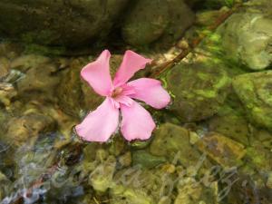 Flor de adelfa en el río