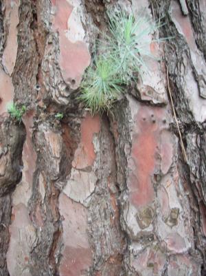 Detalle de la corteza de un pino adulto.