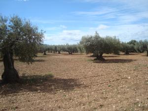 Campo de oliveras, oliveral (La Vall d'Alba)