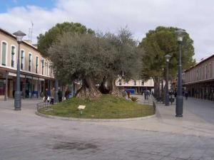 Plaza de España. En primer plano el olivo milenario