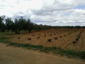 Vides y olivos en los campos de Malagón