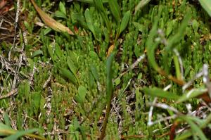 Especie de salicornia (Salicornia ramosissima).