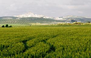 Campos de cultivo de cereales. En segundo plano pueden apreciarse olivares y la localidad de Espejo.