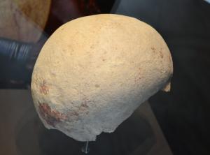 Cráneo de homo sapiens de Sonseca (Laborcillas) Museo Arqueológico Nacional
