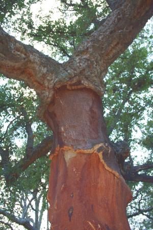 Alcornoque árbol predominante en los montes de Aracena