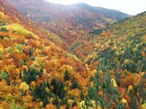 Bosque de La Pardina del Señor, entre Fanlo y Sarvisé, en otoño.
