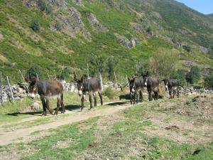 La ganadería es una actividad importante en Murias de Paredes