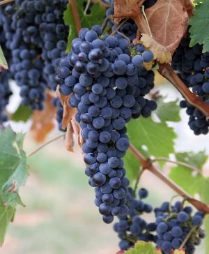 La zona produce un excelente vino elaborado a partir de la uva autóctona Prieto Picudo