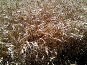 Campo de trigo en Aranjuez