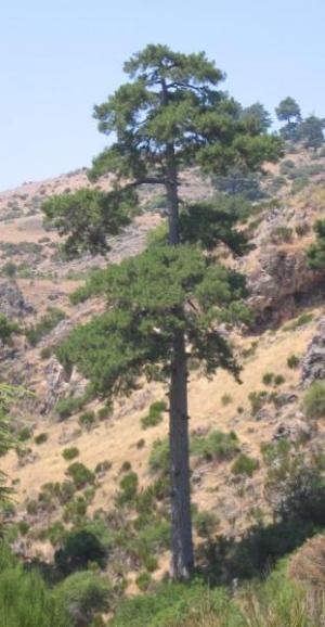 Pinus nigra.