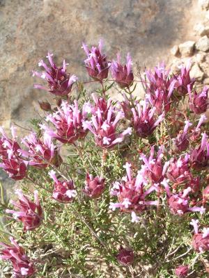 Thymus moroderi, también conocido como cantueso murciano o tomillo alicantino.