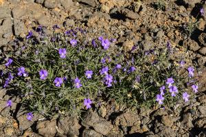 Variedad de violeta de Garafía, en los altos de la cumbre, camino del Roque de los Muchachos.