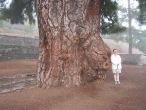 Base del tronco del Pino Gordo, ejemplar centenario de pino canario
