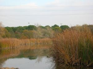 Uno de los lagos del metropolitano parque del Alamillo 