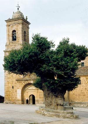 Iglesia y olmo, ya desaparecido, en 1976.