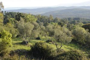 Paraje típico de olivar y bosque mixto del término municipal