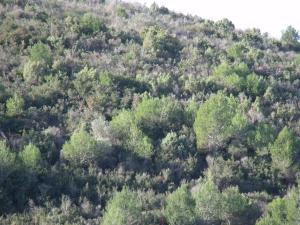 Vegetación de pinos y monte bajo en la Sierra Perenchiza, en el límite con Torrente.
