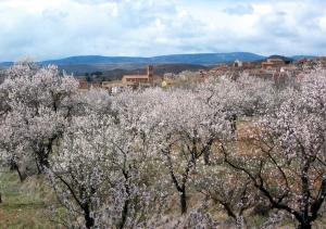 Vista parcial de Torrebaja (Valencia), desde «La Dehesa», con detalle de almendros en flor, año 2008.