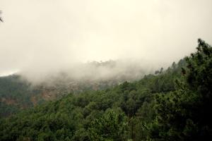 Pinares en la vertiente sur de la sierra de Gredos