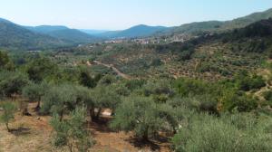 Olivos en bancal, vertiente sur de la sierra de Gredos