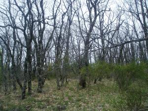 Melojar (Quercus pyrenaica) en la comarca de la Sierra Norte