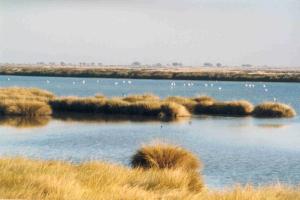 Marisma del parque nacional de Doñana en el estuario del Guadalquivir 