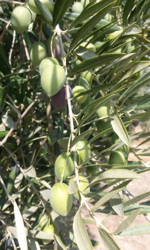 Aceitunas de la variedad picual, la variedad de olivo dominante en la provincia de Jaén