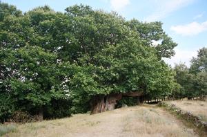 Castaño de Pumbariños ubicado en el bosque llamado Souto de Rozavales en el municipio de Manzaneda. Es el árbol de mayor perímetro en Galicia (12 m). Cuenta con unos 1100 años de edad