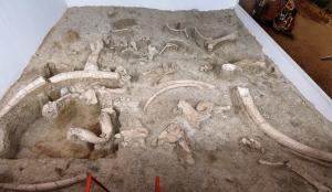Museo de Ambrona: exposición in situ de restos de elefante antiguo, Palaeoloxodon antiquus, tal y como aparecieron en las excavaciones. Se aprecian, entre otros, varias defensas, una mandíbula (invertida), un fémur, una tibia y numerosas costillas